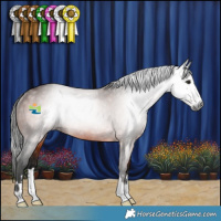 Horse Color:Gray Bay Rabicano 