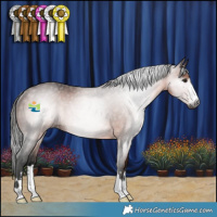 Horse Color:Gray Bay Rabicano 