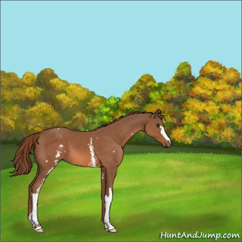 Horse Color:White Spotted Chestnut 