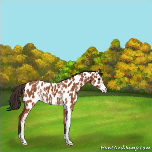 Horse Color:White Spotted Bay Appaloosa 