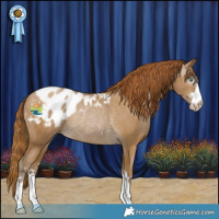 Horse Color:Gray Smoky Black Pearl Appaloosa Rabicano 