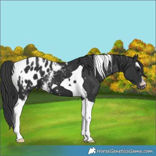 Horse Color:White Spotted Black Tobiano Appaloosa 