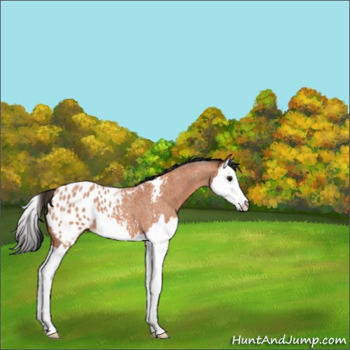 Horse Color:Bay Roan Splash Appaloosa 