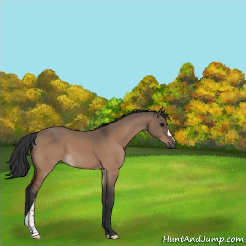 Horse Color:Bay Dun 