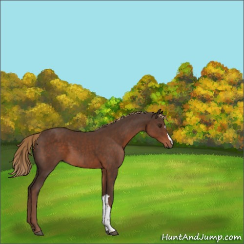 Horse Color:Liver Chestnut 