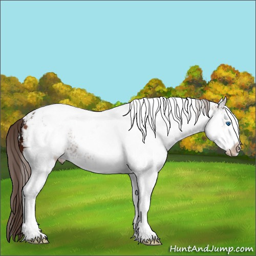 Horse Color:White Spotted Brown Ice Splash Appaloosa 
