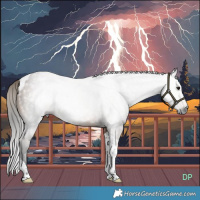 Horse Color:Gray Buckskin Tobiano 