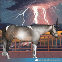 Horse Color:Gray Buckskin Tobiano 