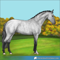 Horse Color:Blue Roan