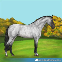 Horse Color:Brown Roan