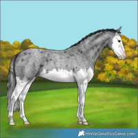 Horse Color:Blue Roan Splash 