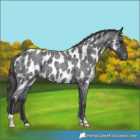 Horse Color:Blue Roan Appaloosa