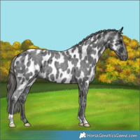 Horse Color:Blue Roan Near Leopard 