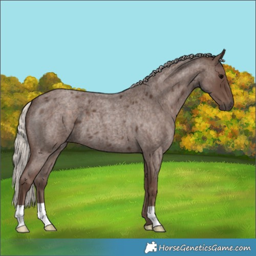 Horse Color:Silver Blue Roan 