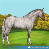 Horse Color:Silver Blue Roan 