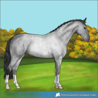 Horse Color:Blue Roan 