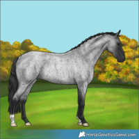 Horse Color:Blue Roan Rabicano