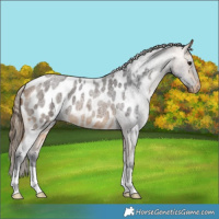 Horse Color:Buckskin Roan Blanket 