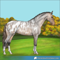 Horse Color:Buckskin Roan Appaloosa 