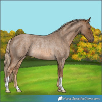 Horse Color:Chocolate Palomino Roan Rabicano