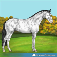 Horse Color:White Spotted Blue Roan Near Leopard 