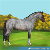 Horse Color:Brown Roan