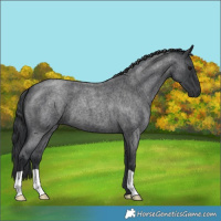 Horse Color:Blue Roan 