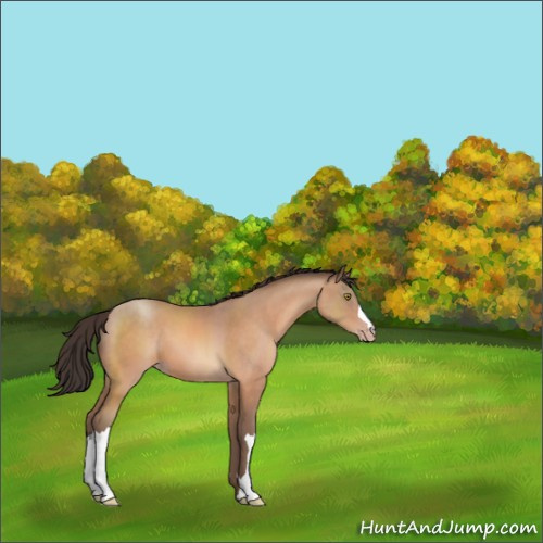 Horse Color:Sable Champagne 