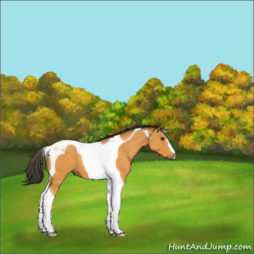 Horse Color:Buckskin Tobiano 