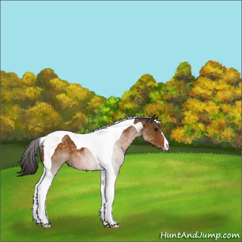 Horse Color:Buckskin Tobiano 