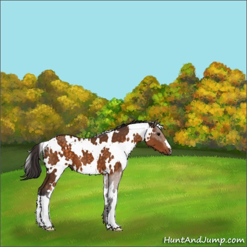 Horse Color:White Spotted Buckskin 