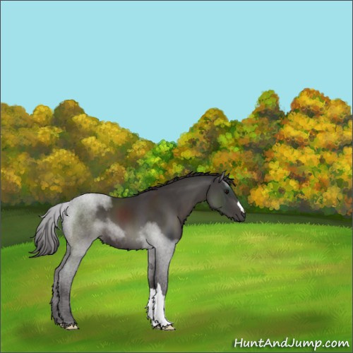 Horse Color:Smoky Black 