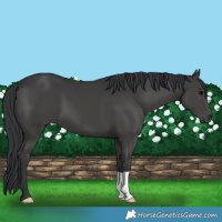Horse Color:Black 