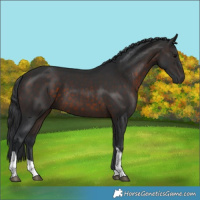 Horse Color:Brown Tobiano 