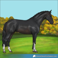 Horse Color:Brown Tobiano 