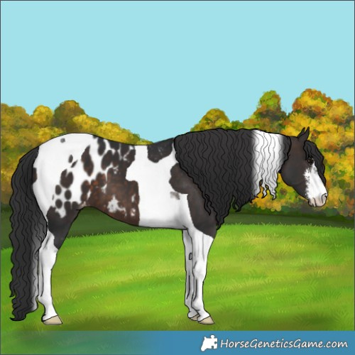 Horse Color:White Spotted Brown Tobiano Appaloosa 