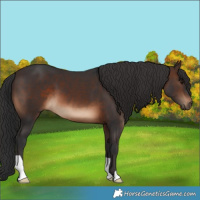 Horse Color:Brown 
