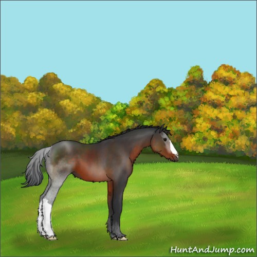 Horse Color:Brown 