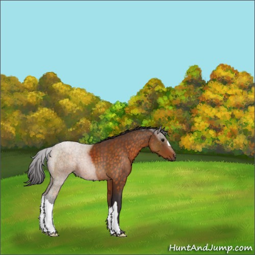Horse Color:Buckskin 