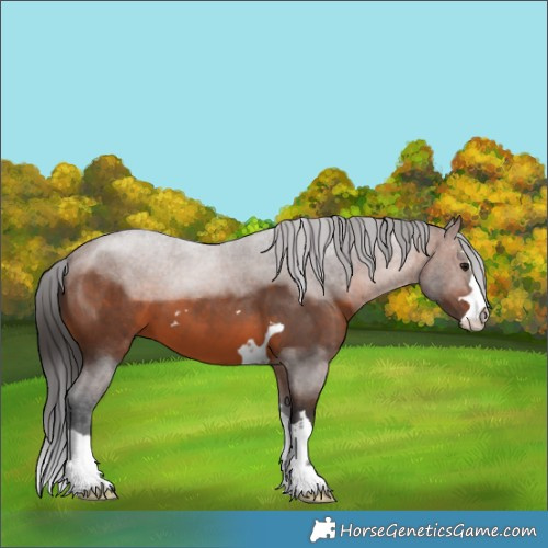 Horse Color:Brown 
