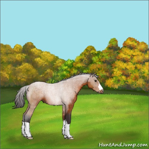 Horse Color:Buckskin 