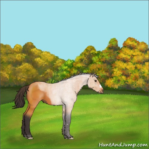 Horse Color:Buckskin 