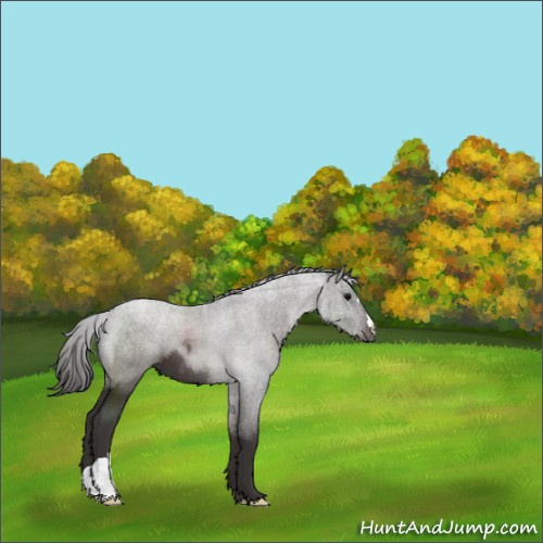 Horse Color:Smoky Black 