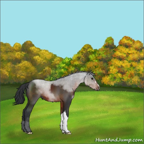 Horse Color:Brown 