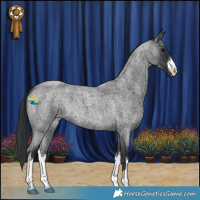 Horse Color:White Spotted Blue Roan 