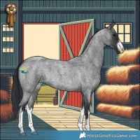 Horse Color:White Spotted Blue Roan 