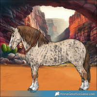 Horse Color:Grullo  and Red Dun 