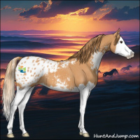 Horse Color:Chestnut Sabino Splash Appaloosa 