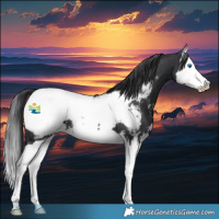 Horse Color:Black Sabino Splash Snowcap 