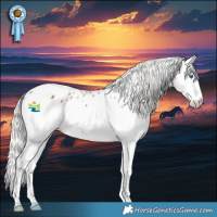 Horse Color:Silver Bay Splash Appaloosa